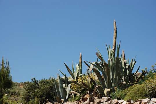 Agave resmi