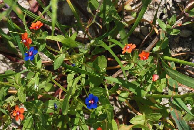 Image of Scarlet pimpernel