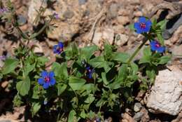 Imagem de Lysimachia foemina (Mill.) U. Manns & Anderb.