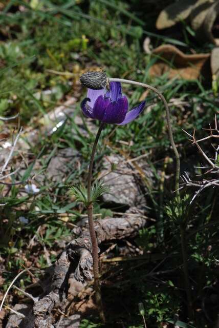 Image of anemone