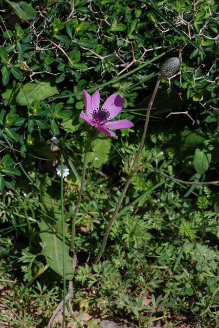 Image of anemone