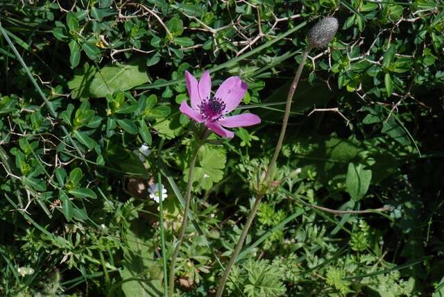 Image of anemone