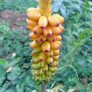 Image of Amorphophallus sylvaticus (Roxb.) Kunth