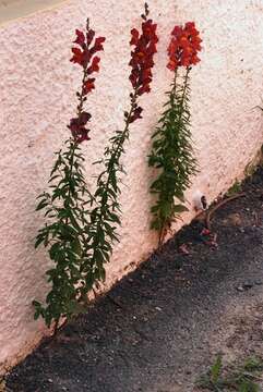 Image of Snap Dragons