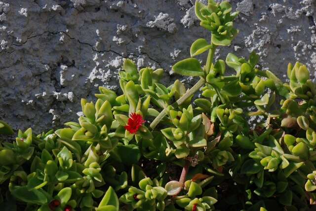 Image of iceplant