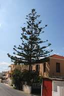 Image of Araucaria