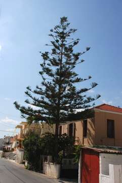 Image de Araucaria