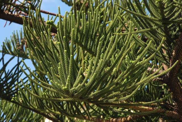 Image of Araucaria