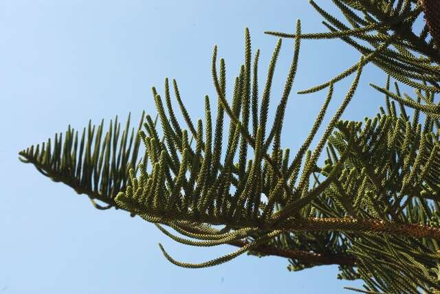 Image of Araucaria