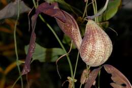 صورة Aristolochia elegans Mast.