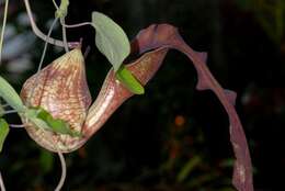 Image de Aristolochia elegans Mast.