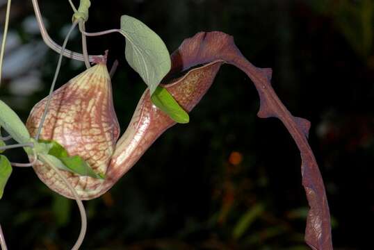 صورة Aristolochia elegans Mast.