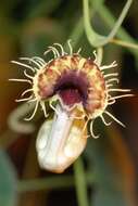 Plancia ëd Aristolochia kaempferi Willd.