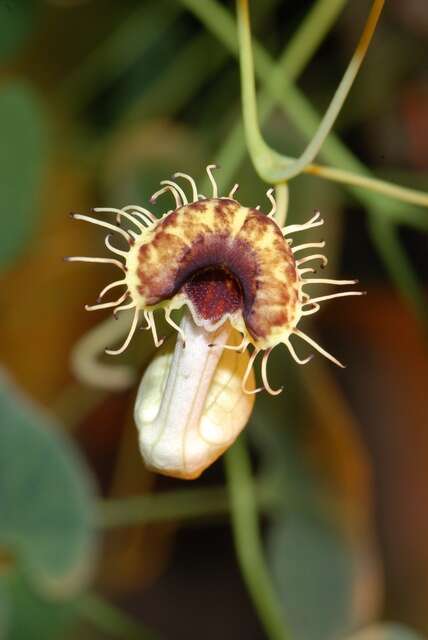 Plancia ëd Aristolochia kaempferi Willd.