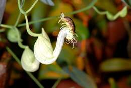 Plancia ëd Aristolochia kaempferi Willd.