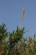 Image of giant reed