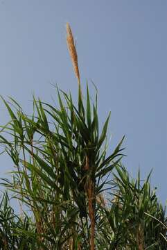 Arundo resmi