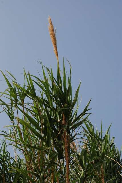 Image of giant reed