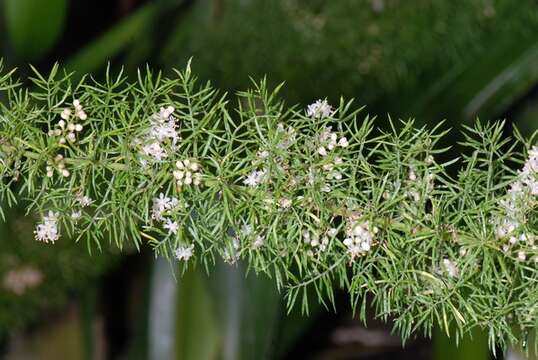 Image of Asparagus mairei H. Lév.