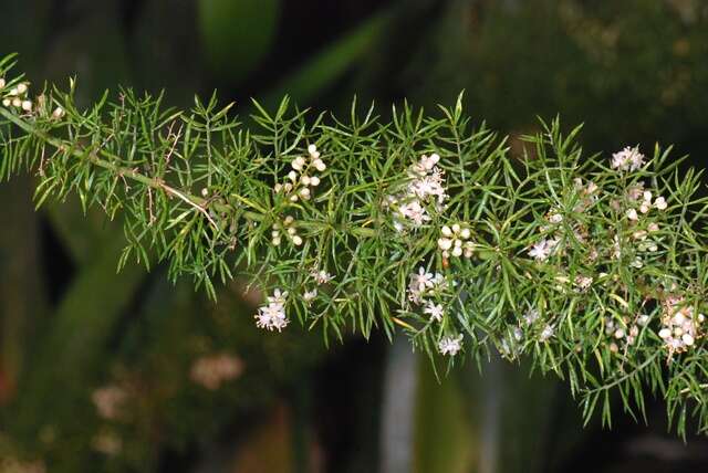 Слика од Asparagus mairei H. Lév.