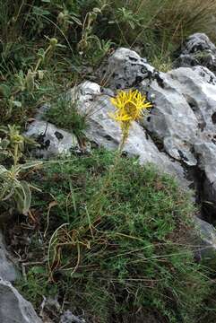 Image of Asphodeline