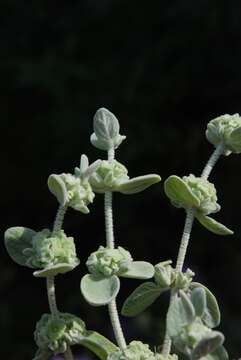 Image of horehound