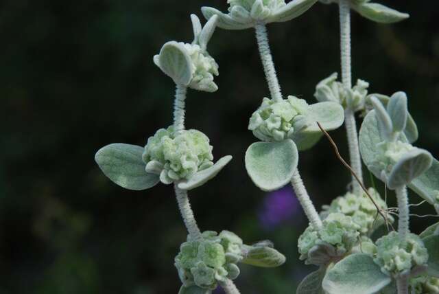 Image of horehound