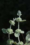 Image of horehound