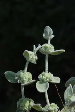 Image of horehound