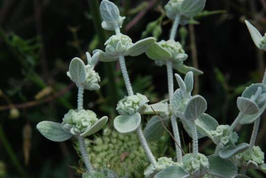 Image of horehound