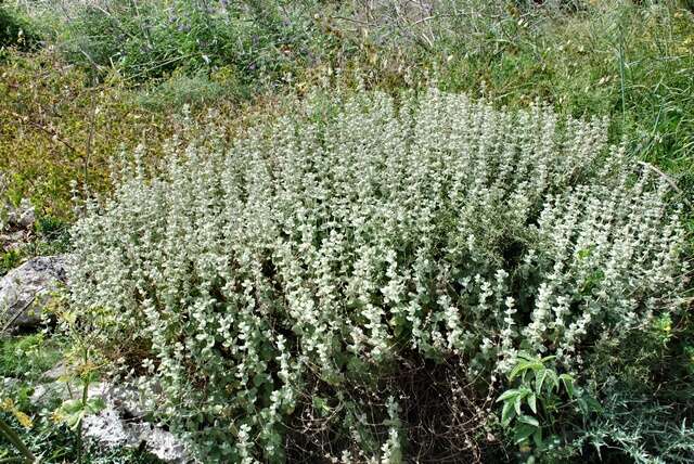 Image of horehound