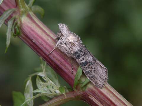 Cucullia absinthii Linnaeus 1761 resmi