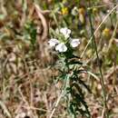 Image of Mediterranean lineseed