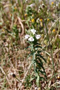 Image of Bellardia