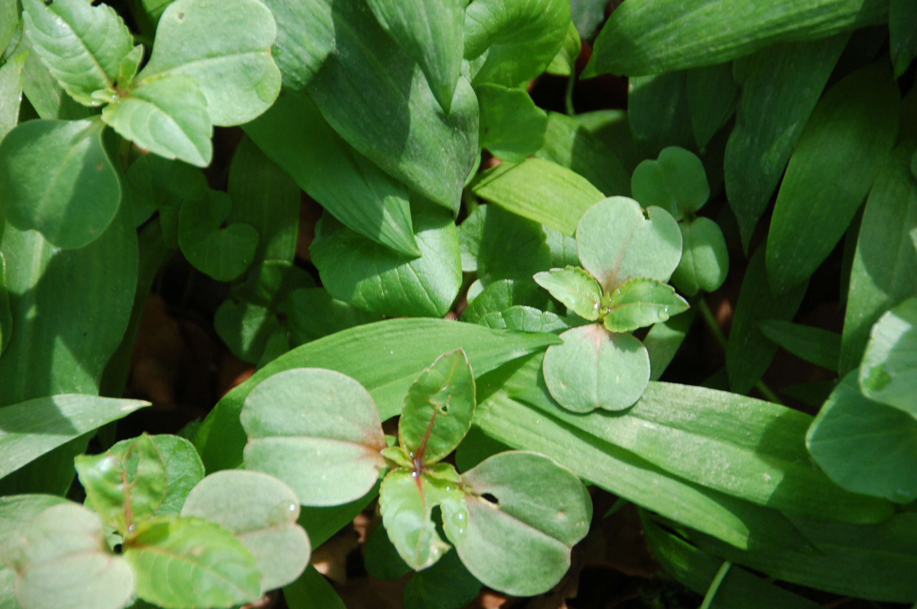 Image of Himalayan balsam