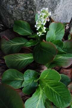 Image of elephant-ear