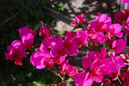 Image of bougainvillea