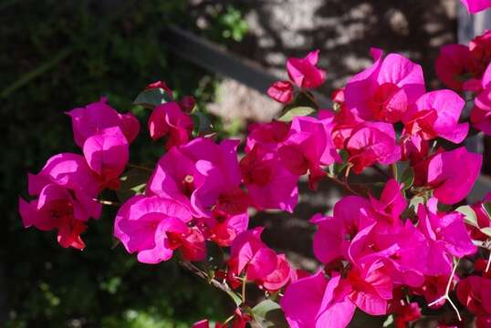 Слика од Bougainvillea