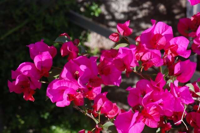 Plancia ëd Bougainvillea