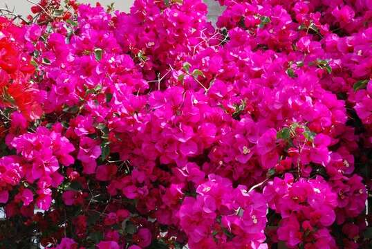 Image of bougainvillea