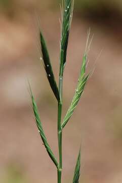 Imagem de Brachypodium