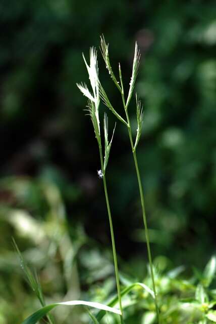 Imagem de Brachypodium