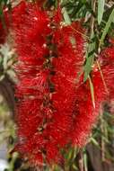 صورة Callistemon speciosus (Sims) Sweet