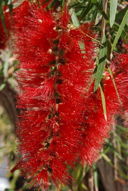 صورة Callistemon speciosus (Sims) Sweet