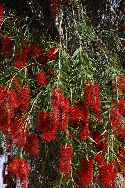 صورة Callistemon speciosus (Sims) Sweet