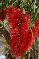 Image of Albany bottle brush