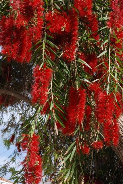 Image of Albany bottle brush