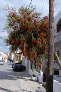 Image of Albany bottle brush