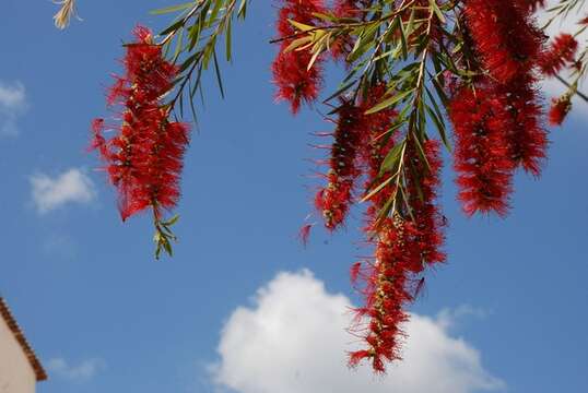 Image of Albany bottle brush