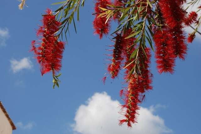 Image of Albany bottle brush